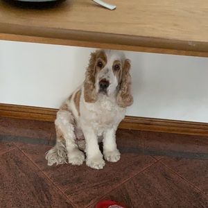 Meet your Posher, Roxy